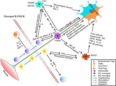 Peripheral and Central Nervous System Immune Response Crosstalk in Amyotrophic Lateral Sclerosis